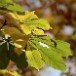 Chestnut Leaves